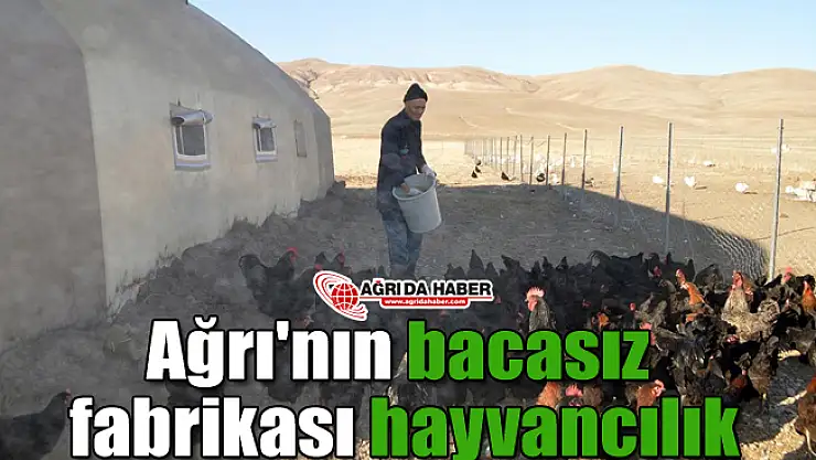 Ağrı'nın bacasız fabrikası hayvancılık