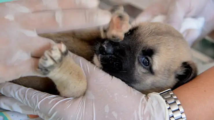 Yavru Köpekleri Çuvala Koyup dereye Atmışlar!