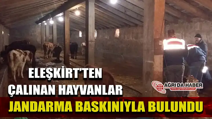 Ağrı'da 16 Adet Büyükbaş Hayvan Çalan Hırsızlar Yakalandı