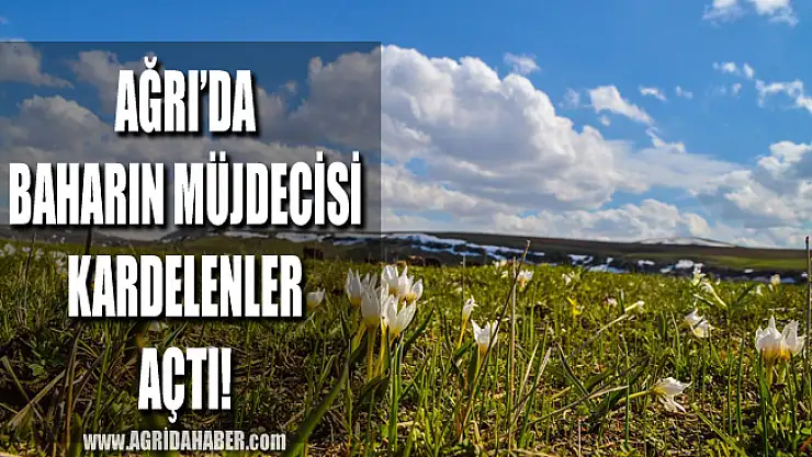 Ağrı'da Baharın müjdecisi kardelenler doğayı süsledi