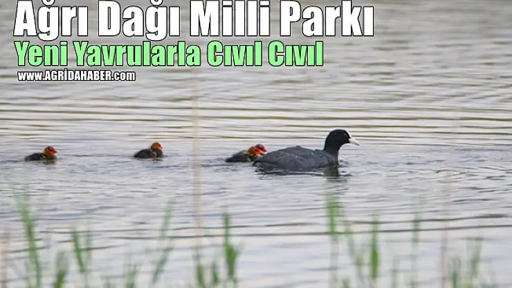 Ağrı Dağı Milli Parkı Yeni Yavrularla Cıvıl Cıvıl