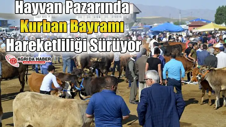 Hayvan Pazarında Kurban Bayramı Hareketliliği Sürüyor