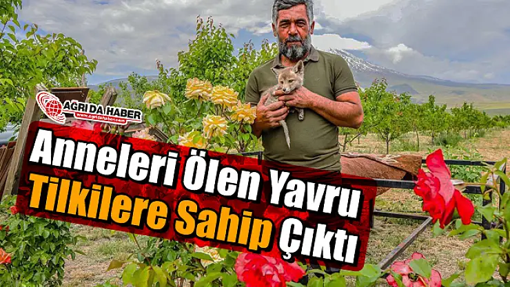Anneleri ölen yavru tilkiler kedi ve köpek sütüyle besleniyor