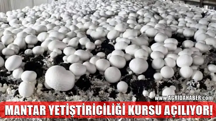 Ağrı'da Mantar Yetiştiriciliği Kursu Açılıyor