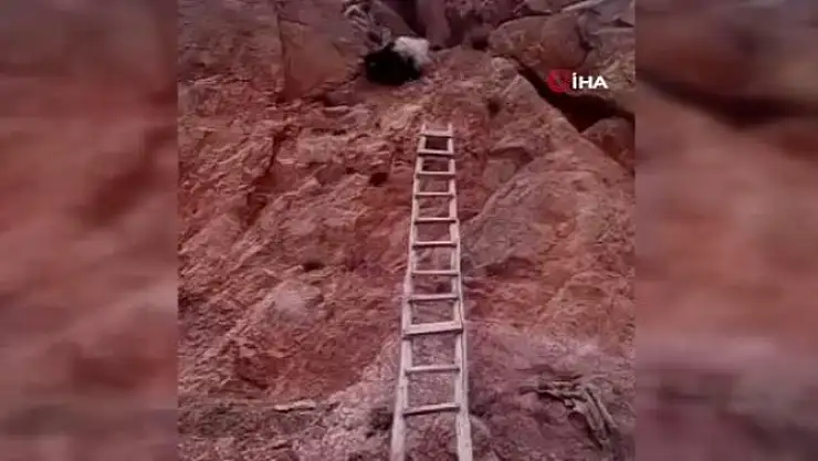 Doğubayazıt'ta Kayalıklarda Mahsur Kalan Hayvanlar Kurtarıldı