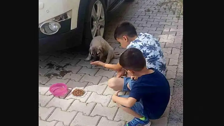 Ağrı'da çocuklar aracın çarptığı yavru köpeğe müdahale etti!