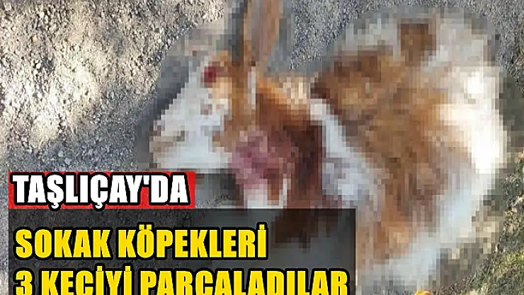 Taşlıçay'da sokak köpekleri gündüz vakti 3 keçiyi parçaladılar