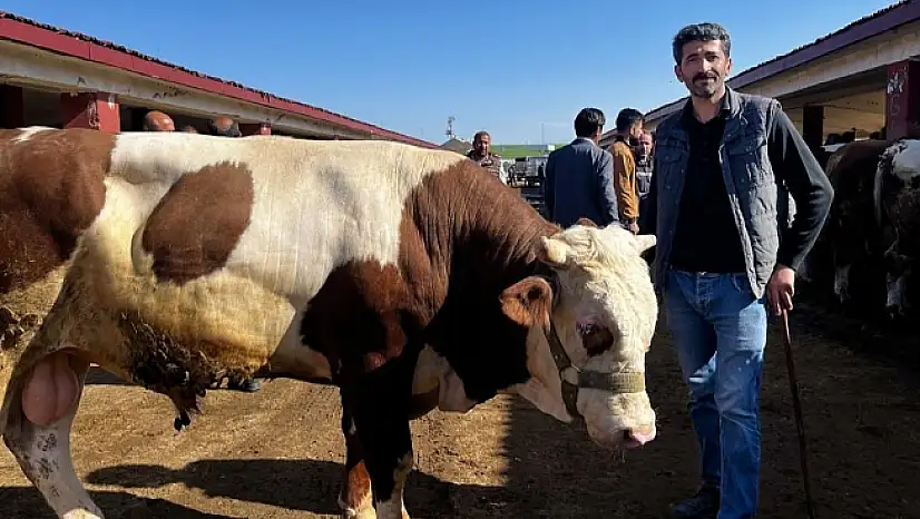 Doğudan batıya kurban sevkiyatı düştü